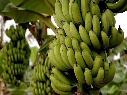 香蕉精品11,探寻热带果王的独特魅力