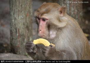 猴子吃香蕉搞笑视频